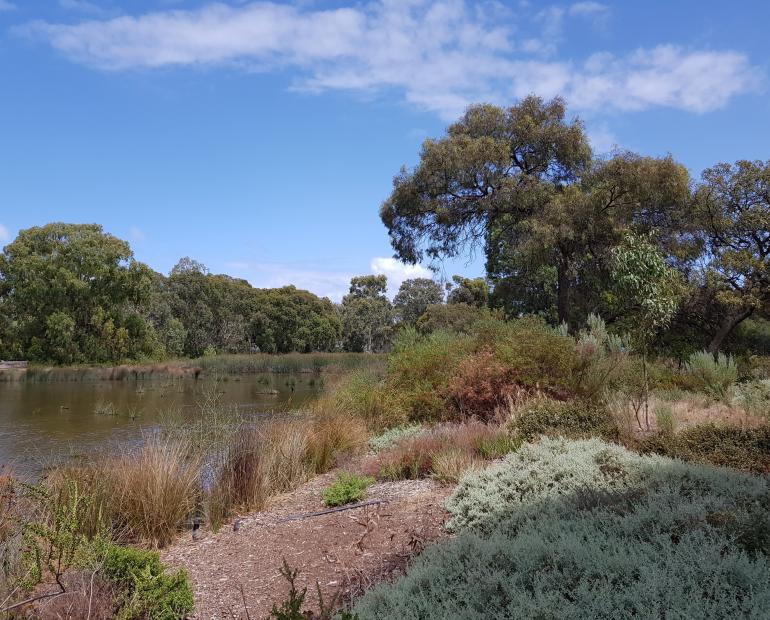 A river/wetland in Southern Australia.