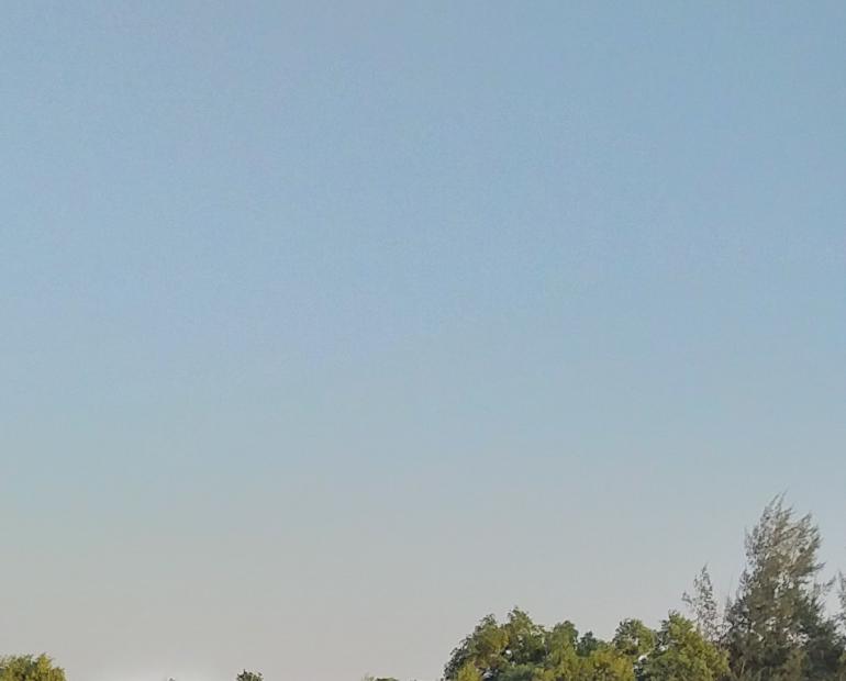 Scenery of trees and sky