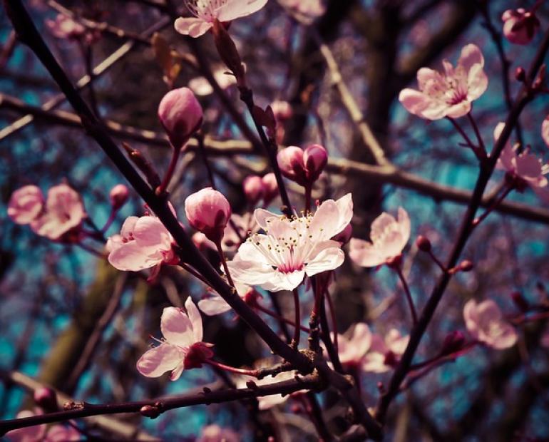 A picture of blossom tree.