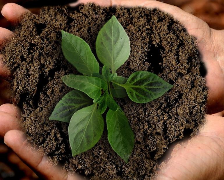 Manos sosteniendo tierra y una planta