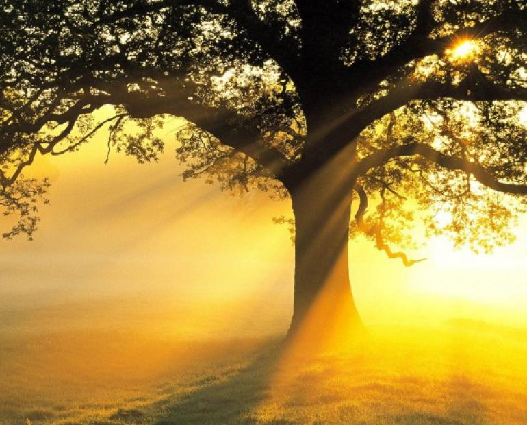 Rays of sunshine casting upon a tree