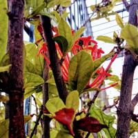 The picture is Ixora flower with vibrant red color representing togetherness and the flame which began everything. 