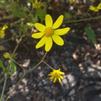 A flower dressed in yellow 