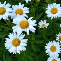 daisy