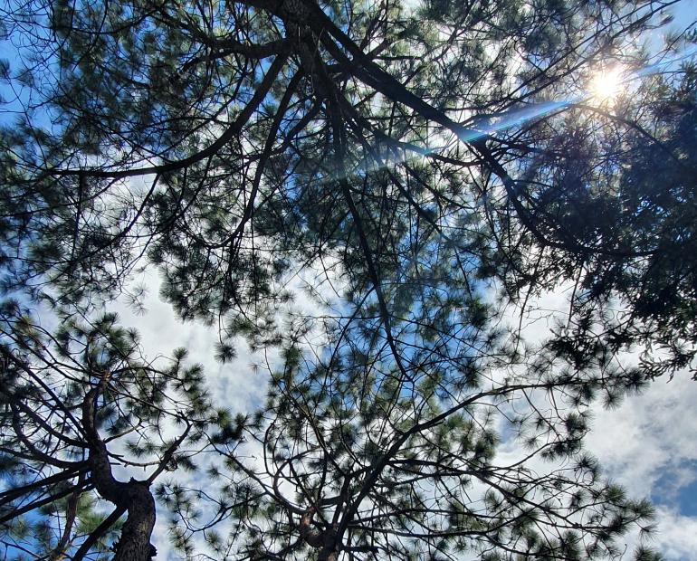 Trees with a glimpse of the blus sky and sunlight