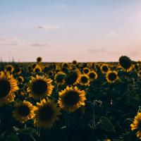 Field of sunflowers