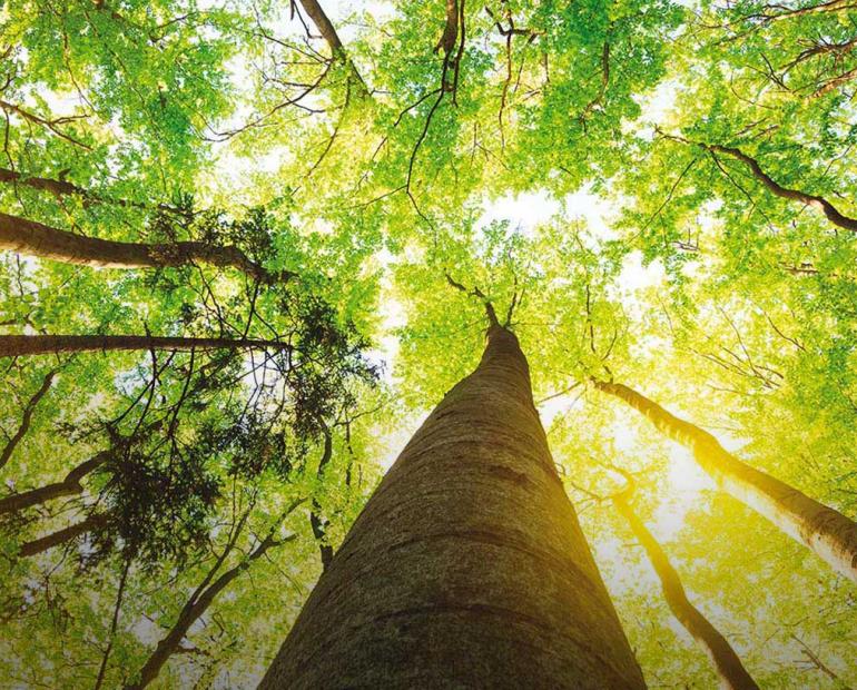 Ecosistema Sustentable