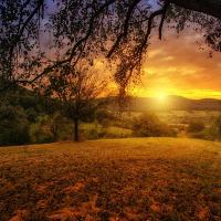 Nature Tree Dawn