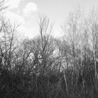 Black and white photo of trees