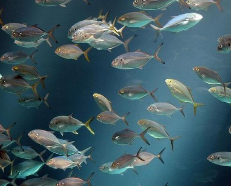 Peces en el agua
