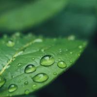 Dew drops on leaf