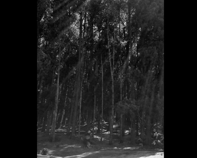 Pine Forest