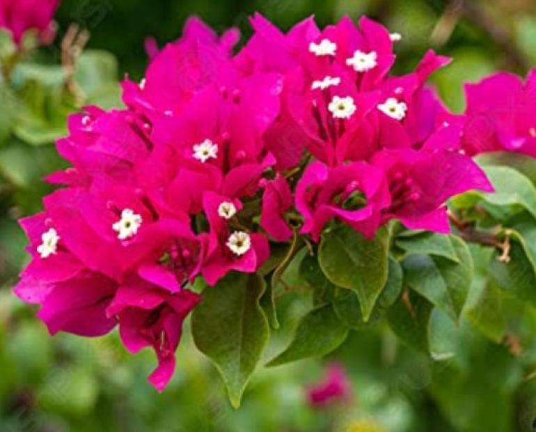 Pinkish pamper