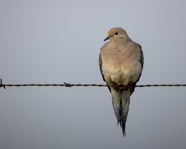 A doves on a metal wire